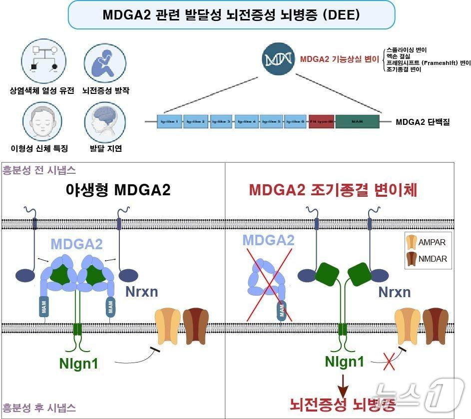 본문 이미지 - DGIST(대구경북과학기술원) 연구진이 발달성.뇌전증성 뇌병증의 발생 원인을 처음으로 밝혀냈다. 사진 위쪽은 'MDGA2' 변이의 상염색체 열성 유전 양식과 주요 임상 증상이며, 아래 그림은 흥분성 시냅스에서의 발병 기전을 나타낸다.(DGIST 제공)