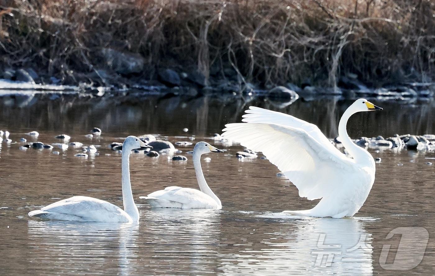 본문 이미지 - 충북 괴산군 달천강을 찾은 멸종위기 야생생물 2급이자 천연기념물로 지정된 '큰고니' 가족이 지난 21일 여유로운 한 때를 보내고 있다.(괴산군제공)2026.1.22. /뉴스1