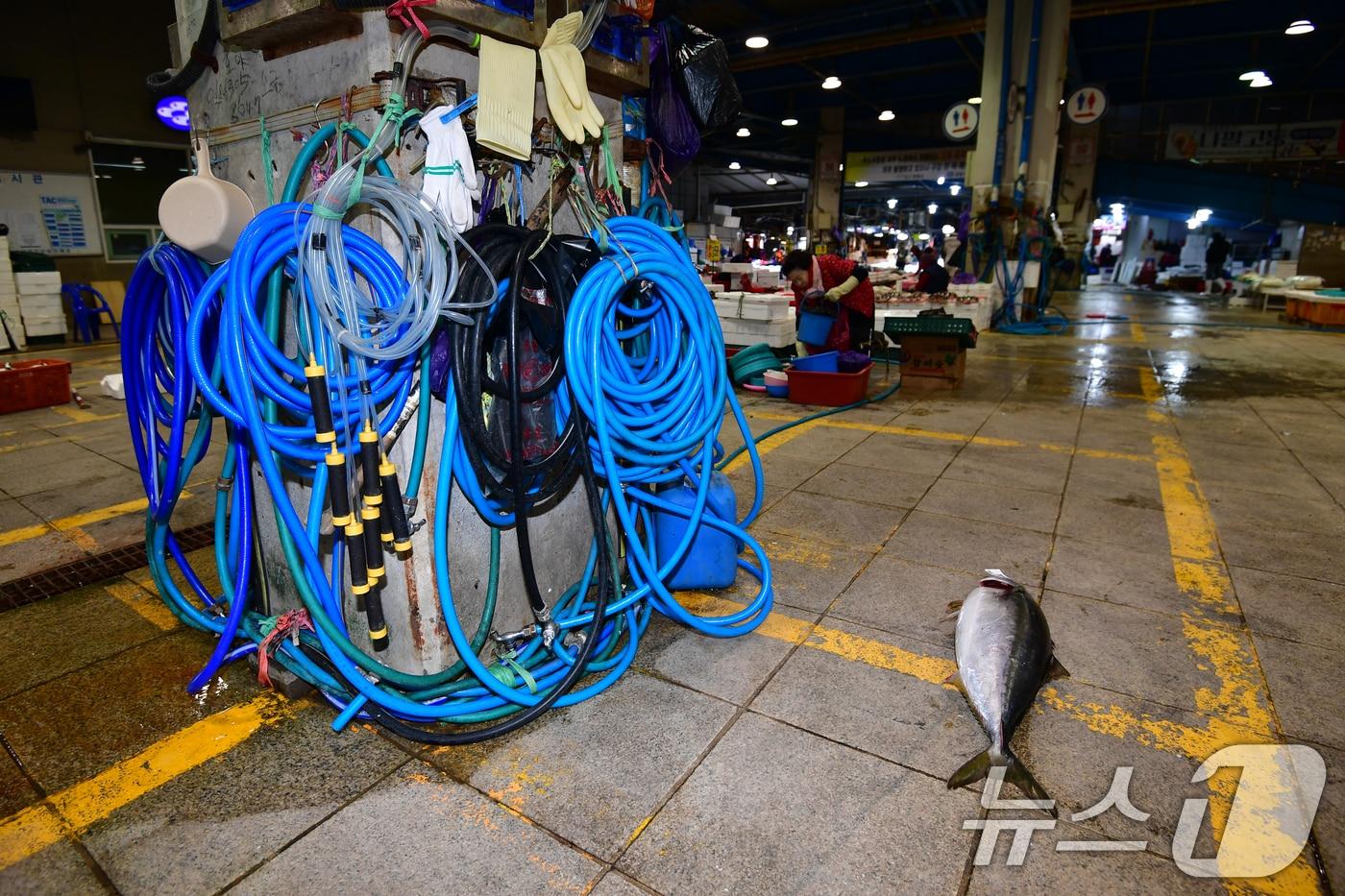 본문 이미지 - 22일 경북 포항시 죽도어시장 좌판 상인들이 사용하는 수도호수가 강추위에 얼어 붙은 가운데 경매를 마친 대방어 한마리가 주인을 기다리고 있다. 이날 포항지역 아침최저 기온은 영하 9도 체감기온은 영하 11도를 기록했다. 2026.1.22/뉴스1 ⓒ News1 최창호 기자