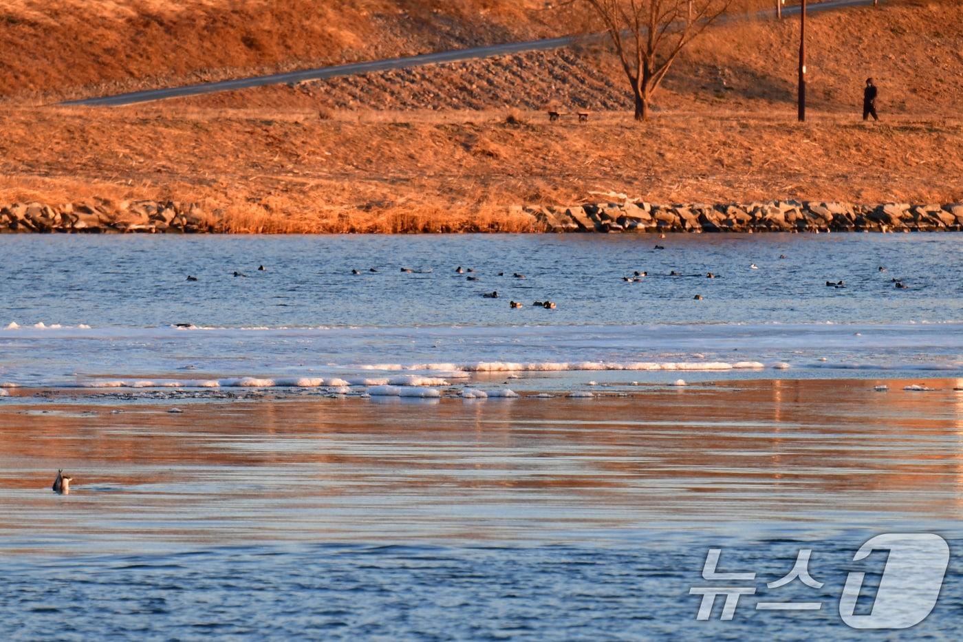 본문 이미지 - 경북 포항의 아침 기온이 올 겨울들어 가장 낮은 -9도, 체김온도는 -11도까지 내려간 22일 오전 남구 연일읍 형산강 곳곳이 얼었다. ⓒ News1 최창호 기자