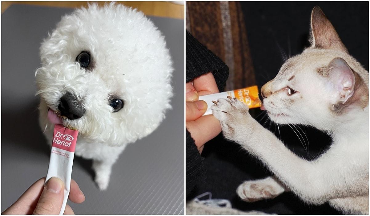본문 이미지 - 어반포즈 신제품 닥터헤리엇 유리너리와 가스트로를 먹고 있는 반려견과 반려묘(어반포즈 제공) ⓒ 뉴스1