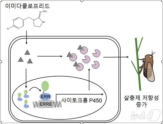 본문 이미지 - 전남대학교 분자생명공학과 김돈규 교수 연구팀이 벼멸규의 살충제 저항성에 대한 핵심 분자 메커니즘을 규명했다.(전남대 제공. 재배포 및 DB 금지)