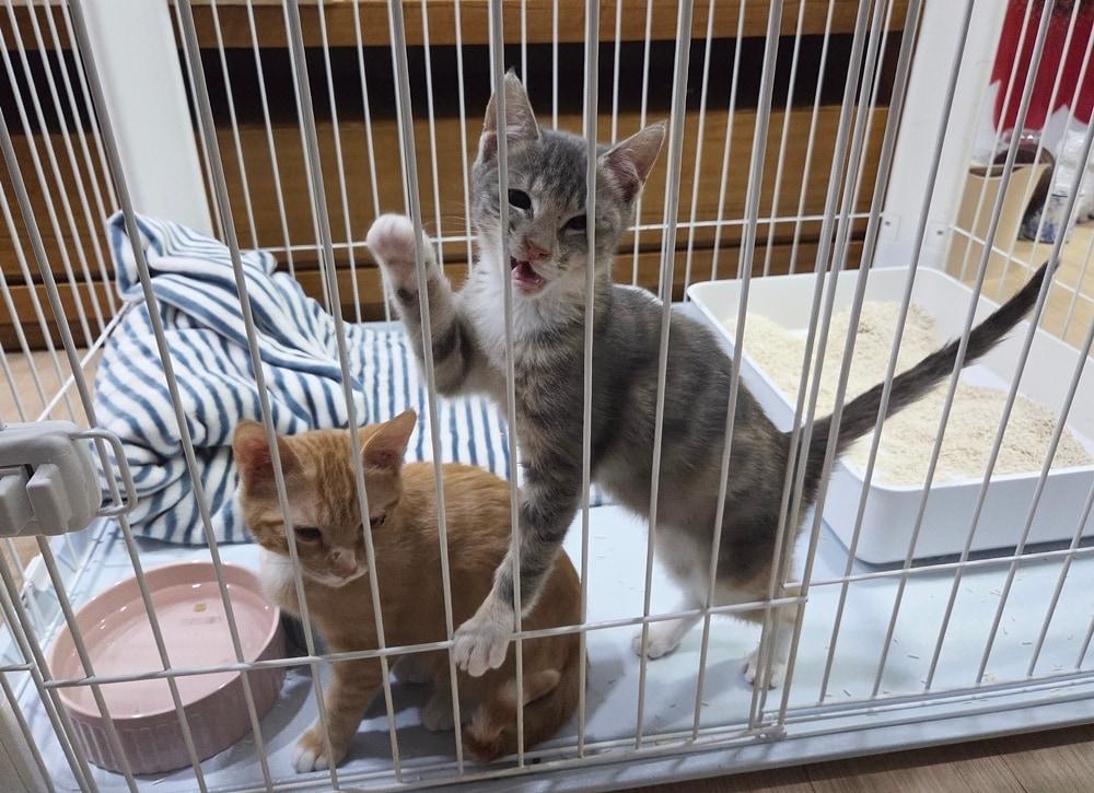 본문 이미지 - 동물보호센터 '디어레이'에서 가족을 기다리는 새끼 고양이 '원이(왼쪽)'와 '주니' ⓒ 뉴스1 한송아 기자