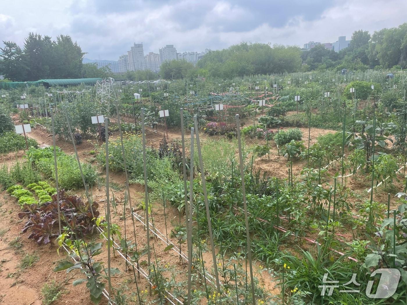 본문 이미지 - 용인시민농장 모습.(용인시 제공)