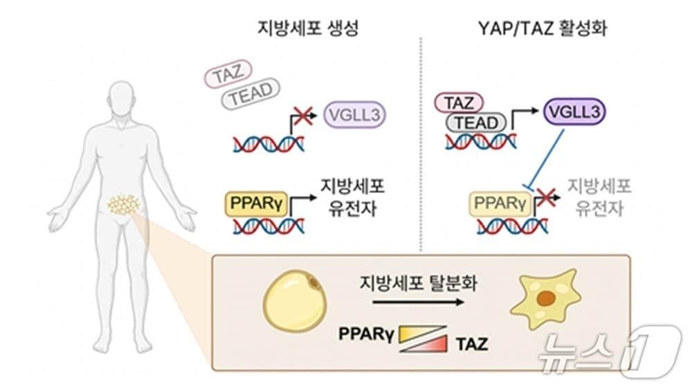 본문 이미지 - 지방세포 유전자 조절 모식도(KAIST 제공) /뉴스1