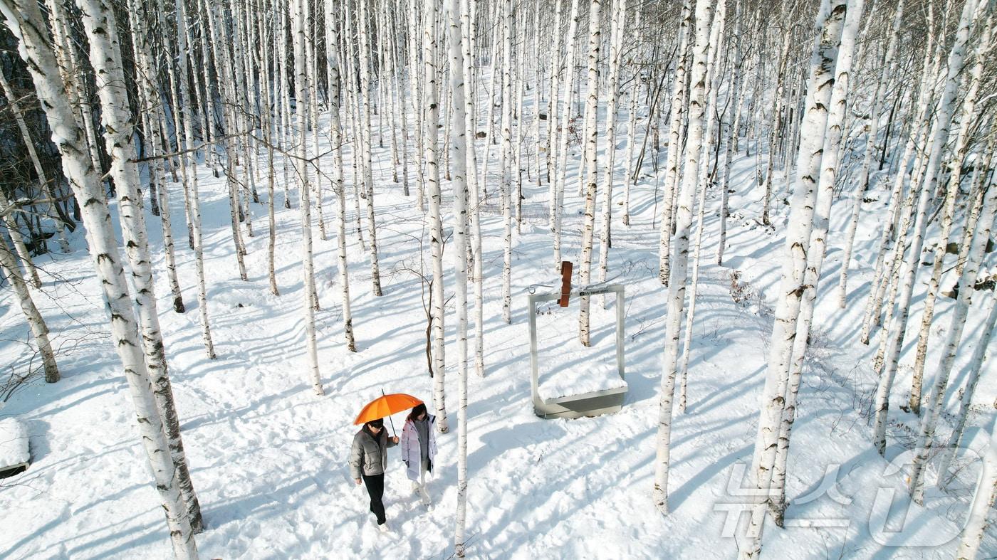 본문 이미지 - 경북 영양군 수비면 죽파리 산12-1에 있는 측백나무 숲.(영양군 제공. 재판매 및 DB금지) /뉴스1