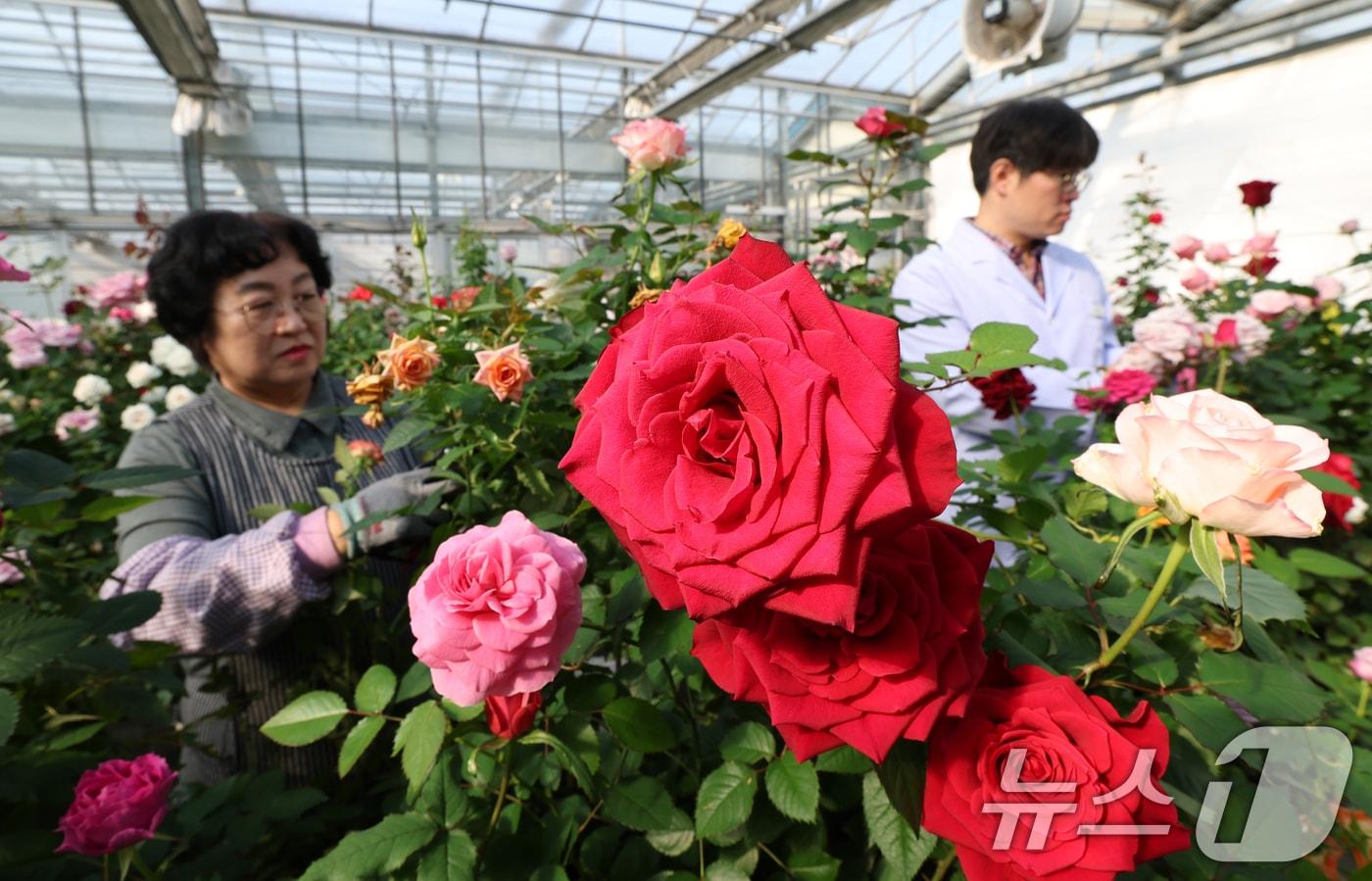 본문 이미지 - 연일 북극 한파가 지속되고 있는 가운데 23일 경기 화성시 경기도농업기술원 연구온실에서 관계자들이 신품종 장미를 연구개발하고 있다. 기상청은 한파가 주말이 지나면서 추위는 한풀 꺾이겠지만 당분간 평년보다 추운 날씨가 계속될 것으로 예보했다. 2026.1.23/뉴스1 ⓒ News1 김영운 기자