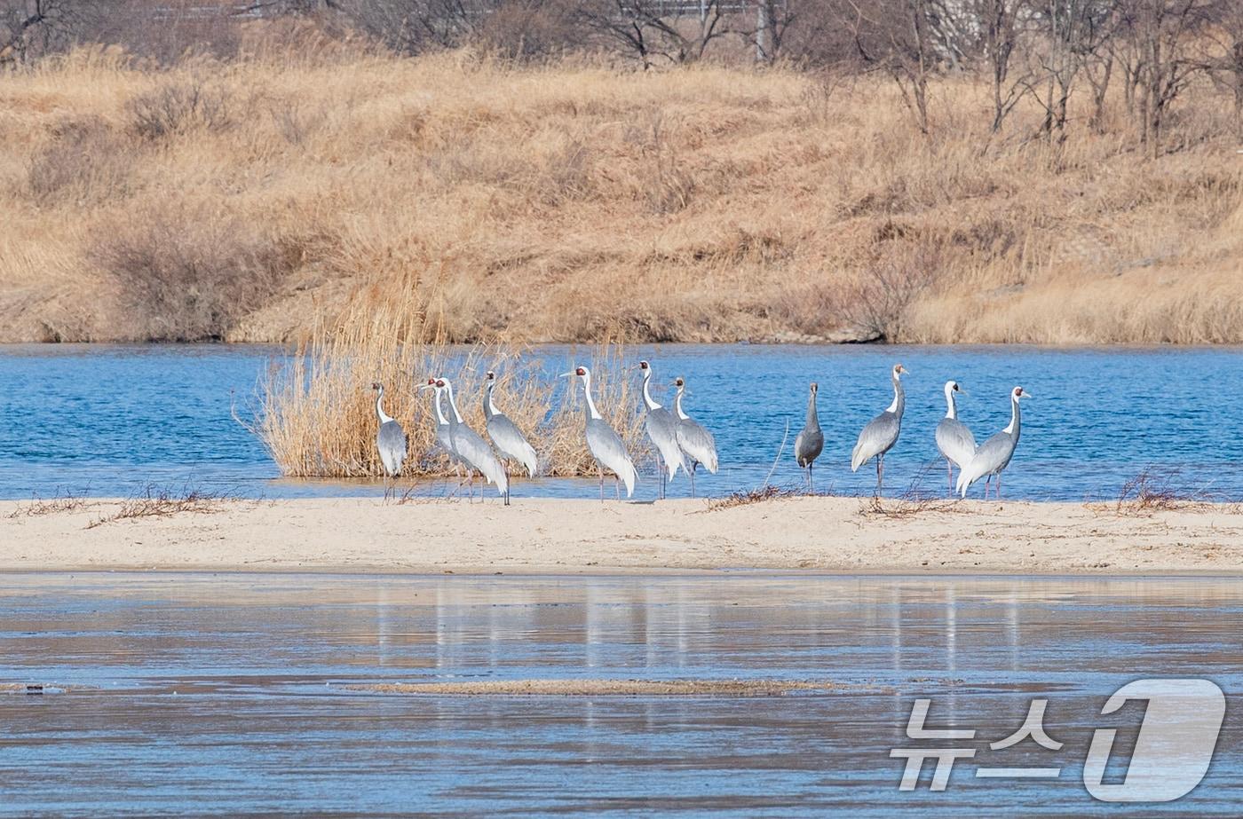 본문 이미지 - 경북 구미 낙동강 해평·강정습지에 재두루미가 찾아와 휴식을 취하고 있다. 습지에는 23일 현재 52마리의 재두루미가 월동을 하고 있다. (구미시 김성택 주무관 제공)/뉴스1 ⓒ News1 정우용 기자