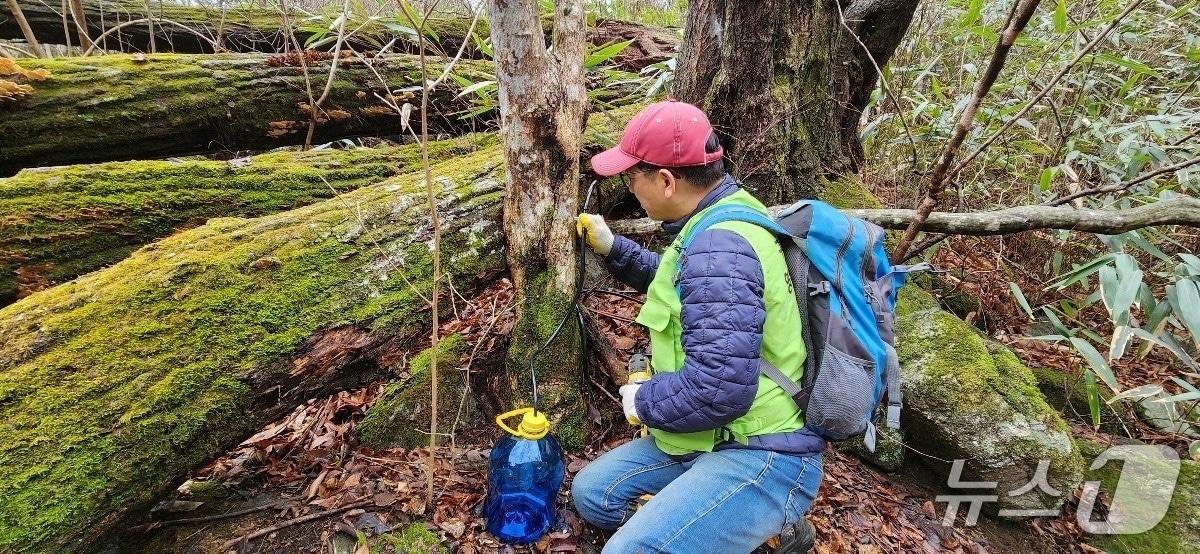 본문 이미지 - 고로쇠 수액 채취 모습.(전남도 제공. 재판매 및 DB금지) 2026.1.23/뉴스1