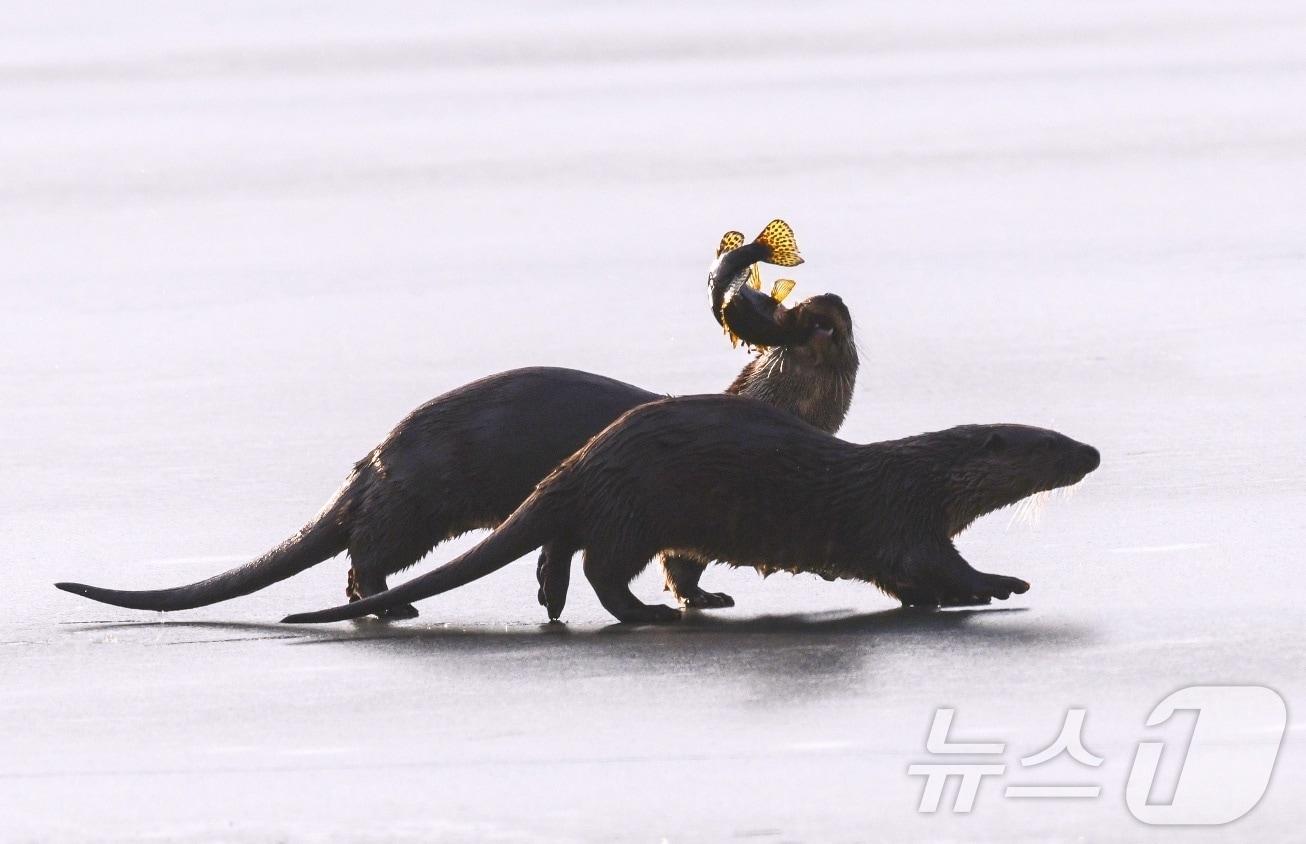 본문 이미지 - 충주 달래강 수달.(이광주 사진작가 제공. 재판매 및 DB금지)