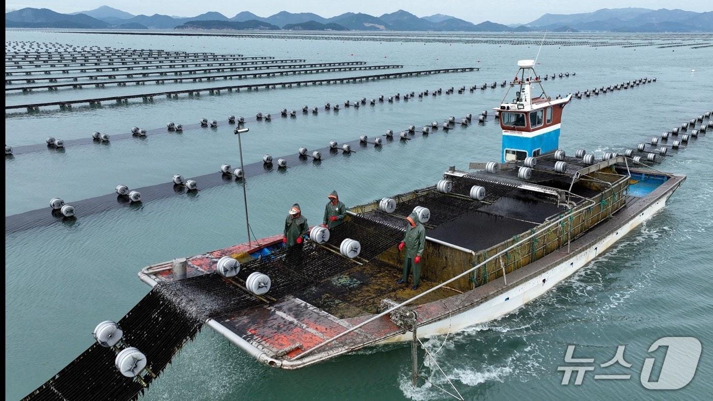 본문 이미지 - 김 양식 모습.(전남도 제공. 재판매 및 DB금지) 2026.1.24/뉴스1