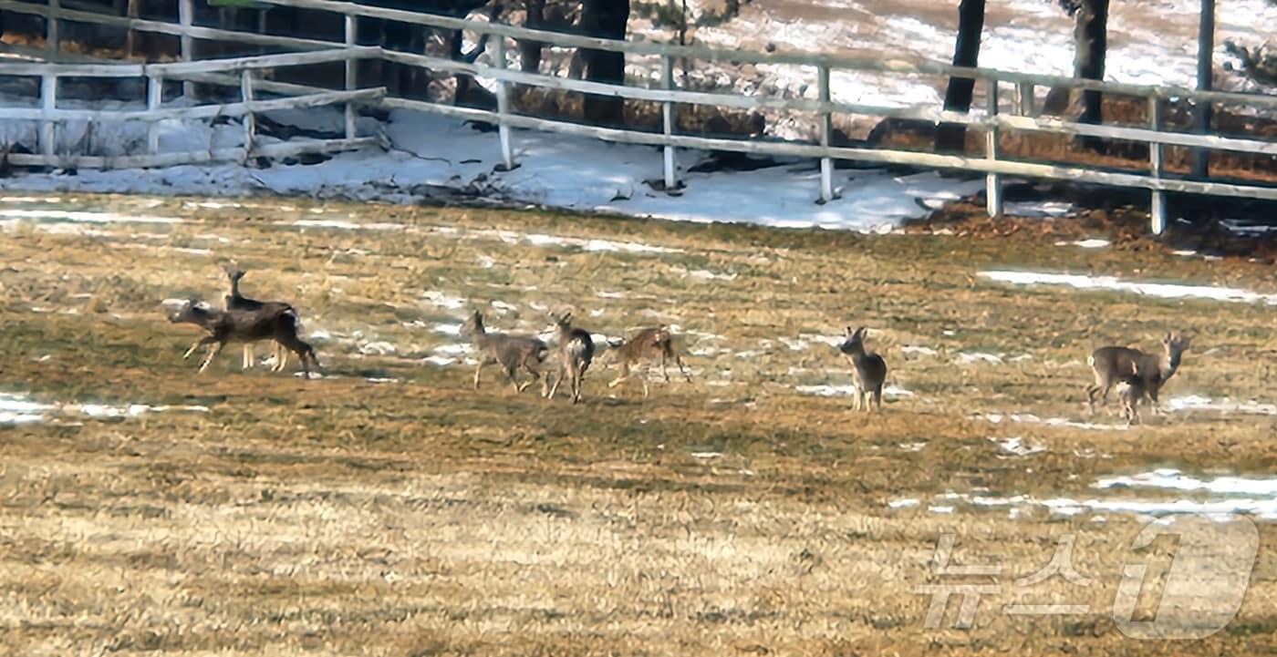 본문 이미지 - 제주시 조천읍 교래리 한국마사회 제주목장의 초지에서 노루 가족들이 먹이를 먹고 있다. 2026.1.24/뉴스1 ⓒ News1 강승남 기자