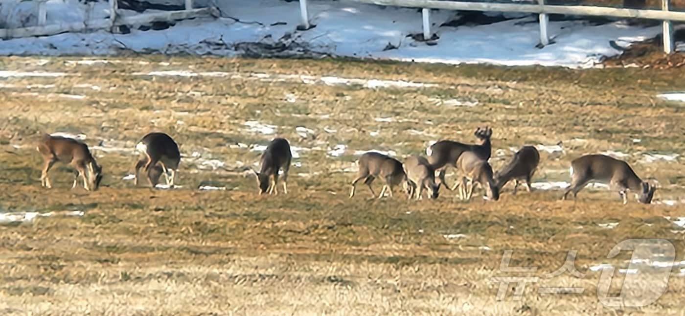 본문 이미지 - 제주시 조천읍 교래리 한국마사회 제주목장의 초지에서 노루가족들이 먹이를 먹고 있다. 2026.1.24/뉴스1 ⓒ News1 강승남 기자