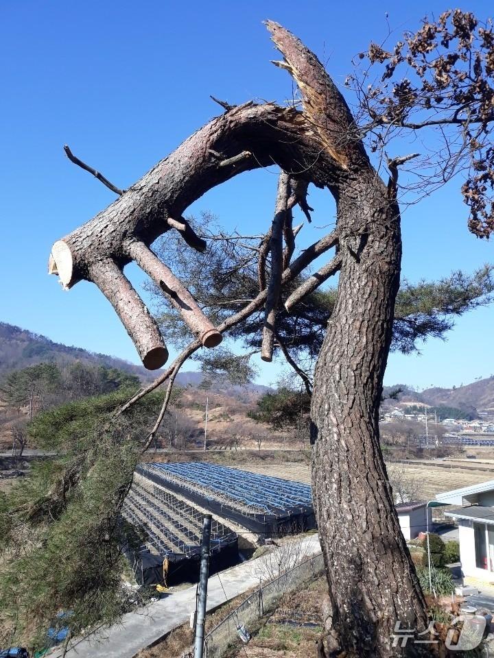 본문 이미지 -  전도 위험목.(사진은 기사 내용과 무관함) / 뉴스1