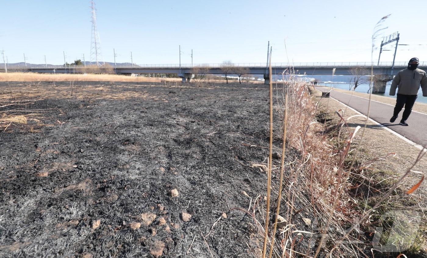 본문 이미지 - 25일 울산 북구 명촌교 일대 억새밭이 전날 화재로 인해 검은 잿더미로 남았다. 2026.1.25/뉴스1 ⓒ News1 김세은 기자