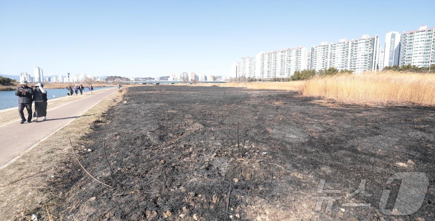 본문 이미지 - 25일 울산 북구 명촌교 일대 억새밭이 전날 화재로 인해 검은 잿더미로 남았다. 2026.1.25/뉴스1 ⓒ News1 김세은 기자