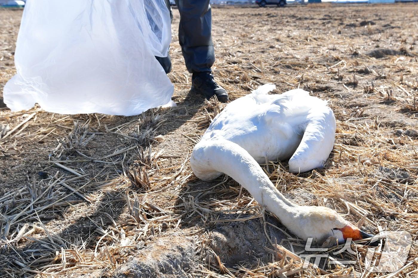 본문 이미지 - 25일 경북 포항시 북구 흥해읍 들녘에서 쳔연기념물 201-2호이자 멸종위기야생생물 II급인 큰고니가 한마리가 죽은 채 발견됐다. 신고를 받고 출동한 포항시는 사체를 수거해 고병원성 조류독감(H5N1)감염 여부 등 역학조사에 착수했다. ⓒ News1 최창호 기자