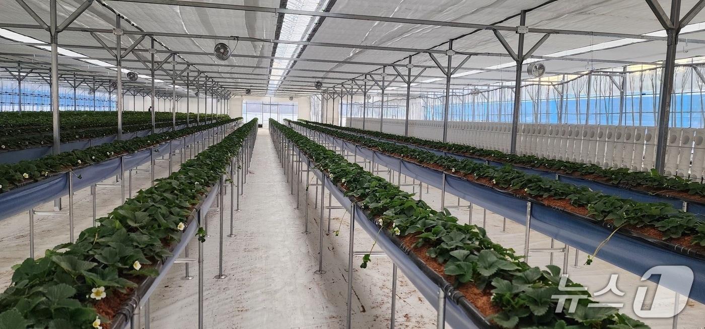 본문 이미지 - 청도형 스마트팜 조성지(청도군 제공. 재판매 및 DB금지)/뉴스1