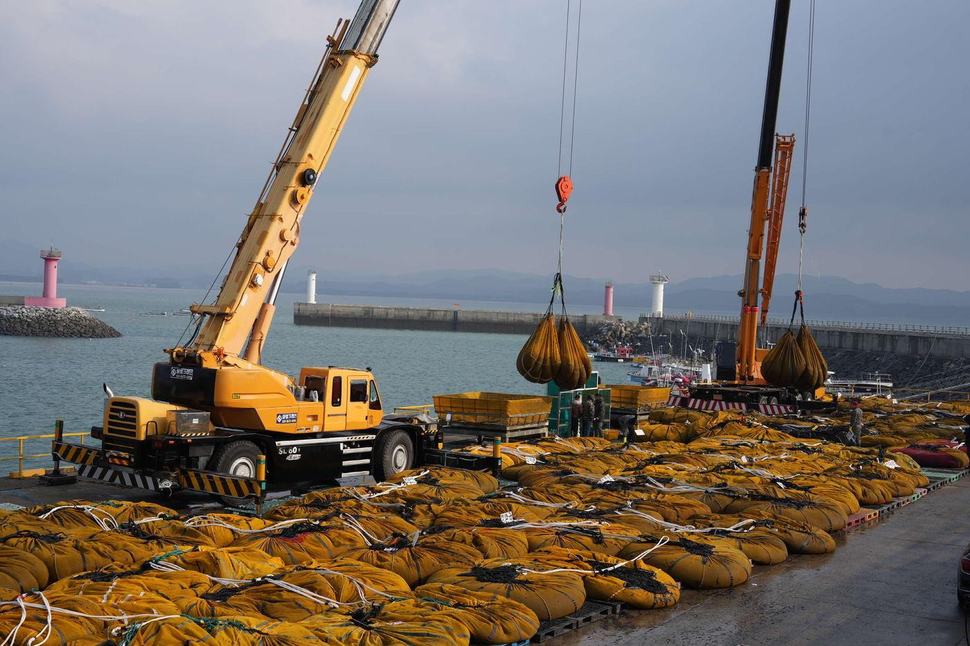 본문 이미지 - 출하한 물김이 위판장으로 옮겨지고 있다.(서천군 제공. 재판매 및 DB금지)/뉴스1