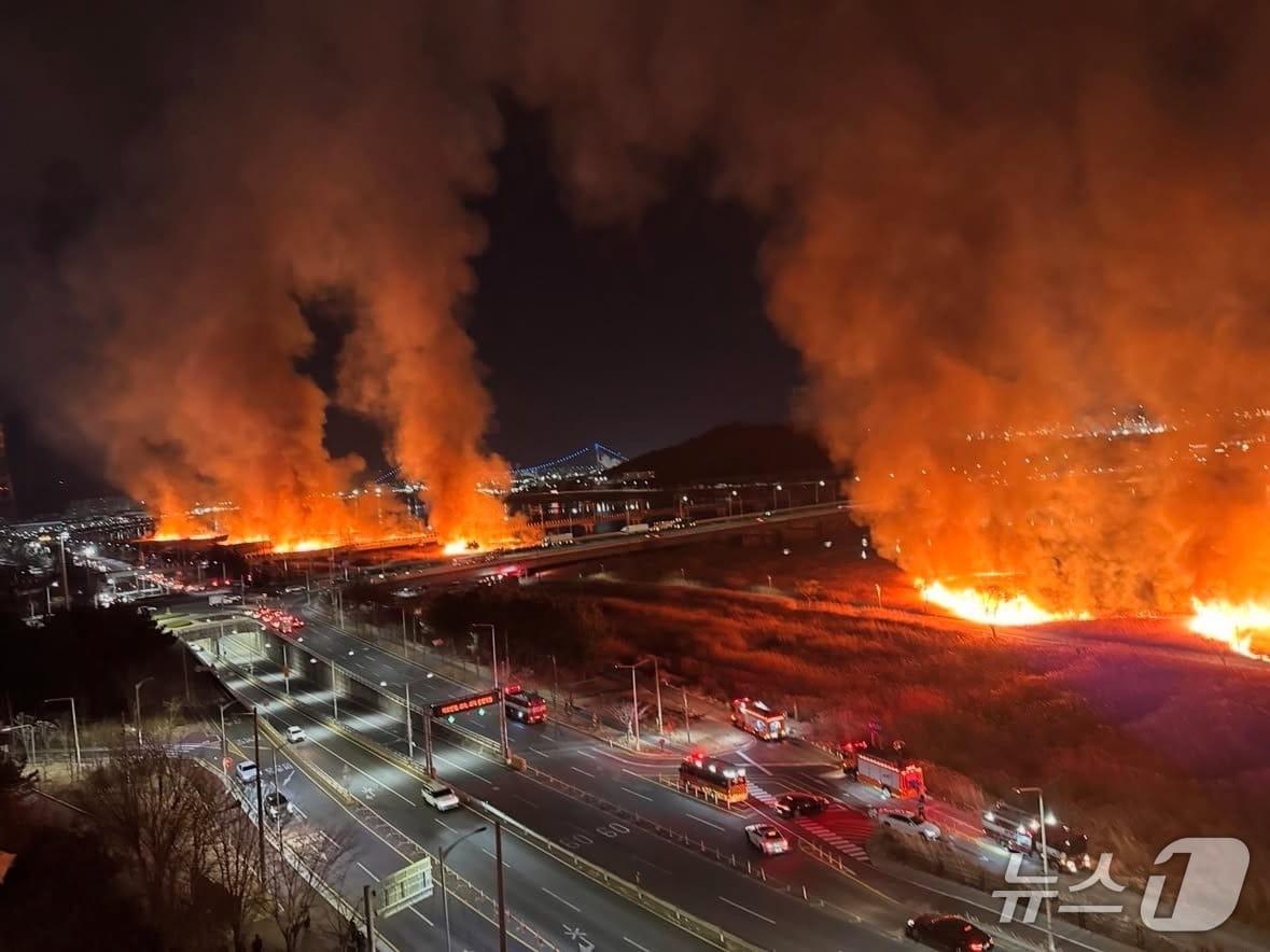 본문 이미지 - 지난 24일 울산 북구 명촌교 일대 억새밭에 동시다발적인 화재가 발생한 모습.(독자 제공. 재판매 및 DB금지)/뉴스1