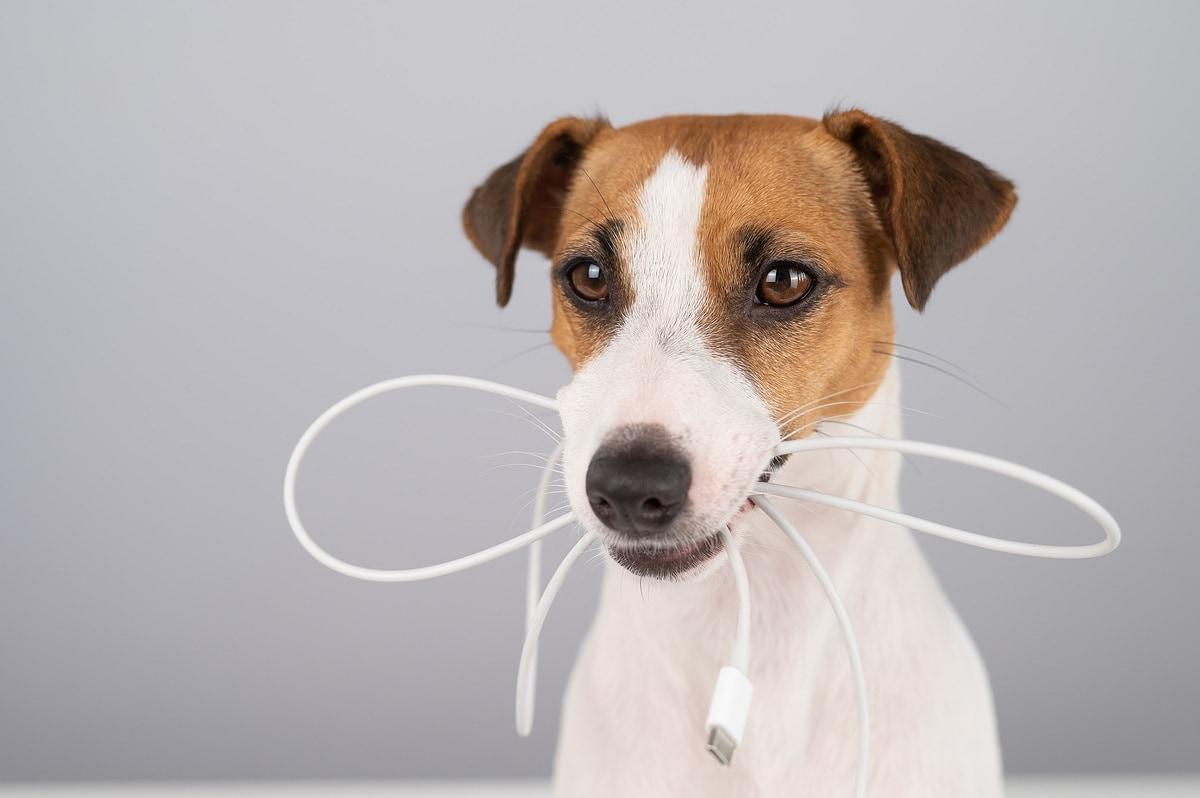 본문 이미지 - 반려견이 전기 코드를 물어뜯다 감전되는 경우 겉으로 보이는 상처보다 내부 조직 손상이 심각할 수 있어 각별한 주의가 필요하다(클립아트코리아). ⓒ 뉴스1