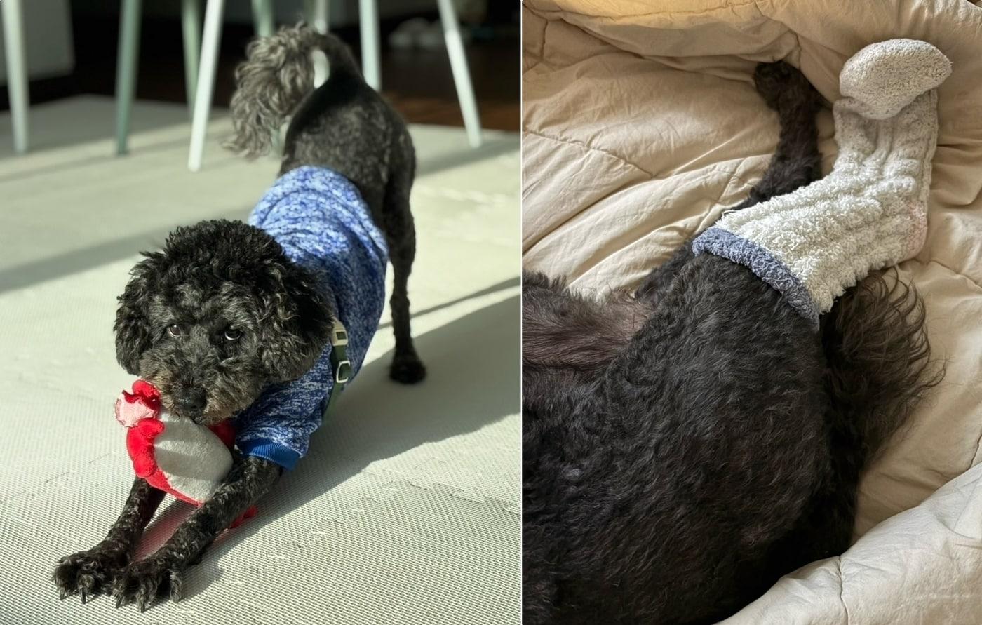 본문 이미지 - 두유가 임시 보호 가정에서 지내던 모습(동행 제공)