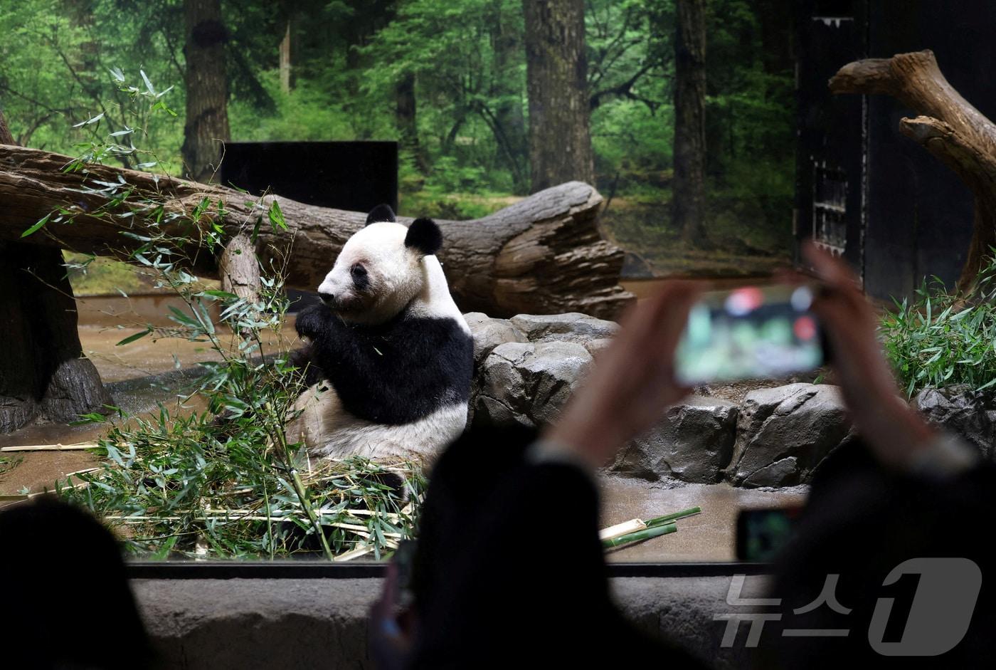 본문 이미지 - 25일 쌍둥이 자이언트판다의 중국 반환을 앞두고 일본 도쿄 우에노동물원에 방문객들이 몰리고 있다. 2025.1.25./뉴스1 ⓒ 로이터=뉴스1 ⓒ News1 이창규 기자