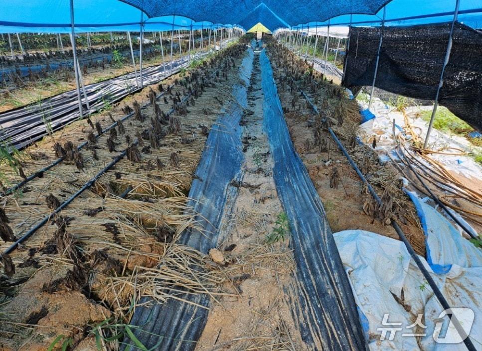 본문 이미지 - 지난해 7~8월 폭염 피해를 입은 경기 안성시 소재 인삼밭.(경기도 제공. 재판매 및 DB금지)