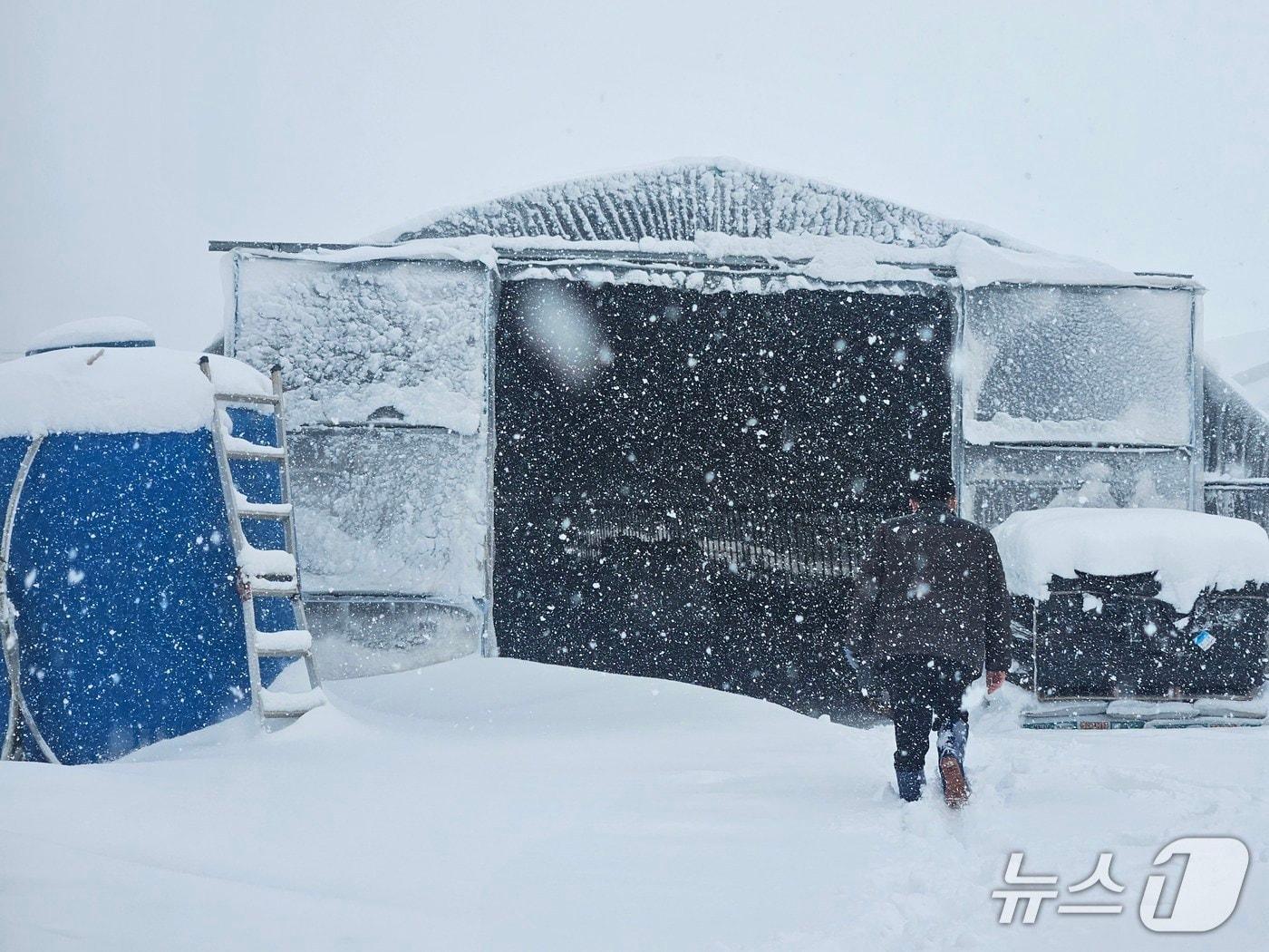 본문 이미지 - 청양군농업기술센터 시설하우스 피복·골조 상태와 적설 대응 여건을 확인하는 현장점검 모습. (청양군 제공. 재판매 및 DB금지) 2026.1.27/뉴스1