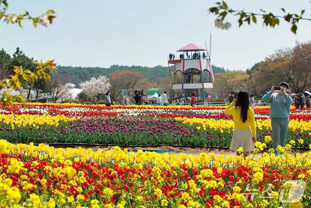 본문 이미지 - 지난 2022년 태안 세계튤립꽃박람회 모습(태안군 제공. 재판매 및 DB금지)2026.1.27/뉴스1