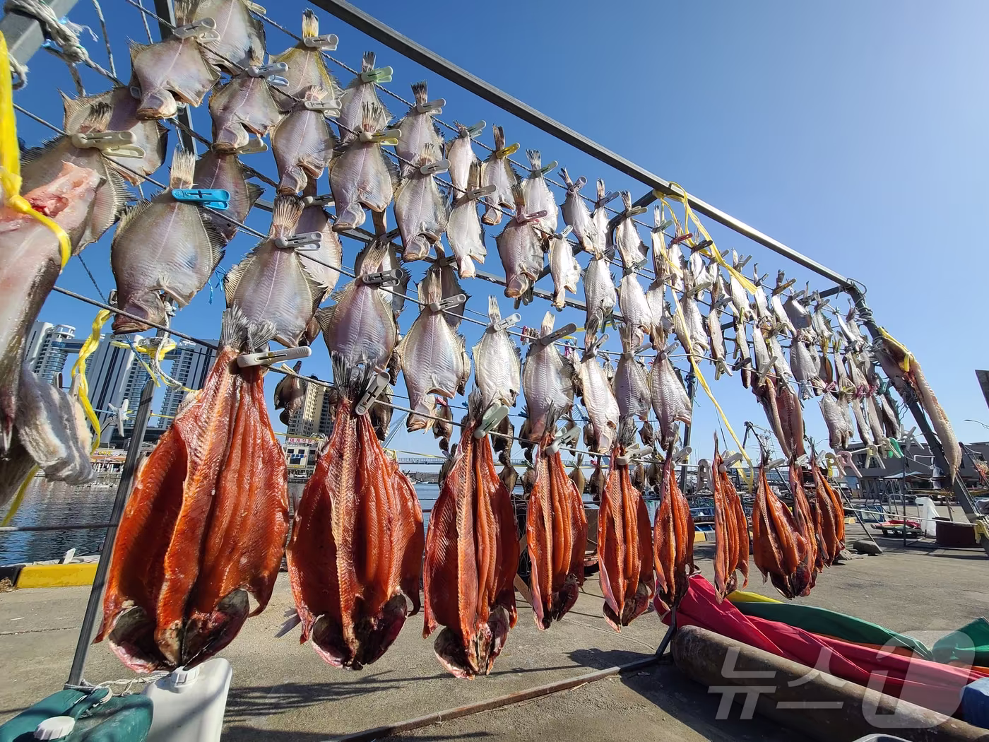 본문 이미지 - 영하의 추위가 이어지는 강원 속초 대포항에서 어민들이 널어 놓은 생선이 햇볕에 말라가고 있다. 빨래집게로 생선을 집어 놓은 모습이 이채롭다.(속초시 제공, 재판매 및 DB 금지) 2026.1.27/뉴스1 ⓒ News1 윤왕근 기자