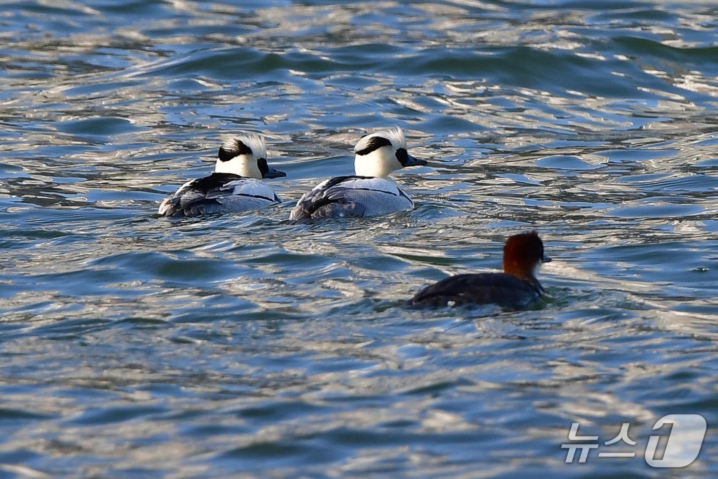 본문 이미지 - 27일 오후 경북 포항시 남구 연일읍 형산강에서 흰비오리가 먹이를 찾아다니고 있다. 흰비오리는 판다의 얼굴을 닮았다고 해서 '판다새'로도 불린다. 2026.1.27/뉴스1 ⓒ News1 최창호 기자 