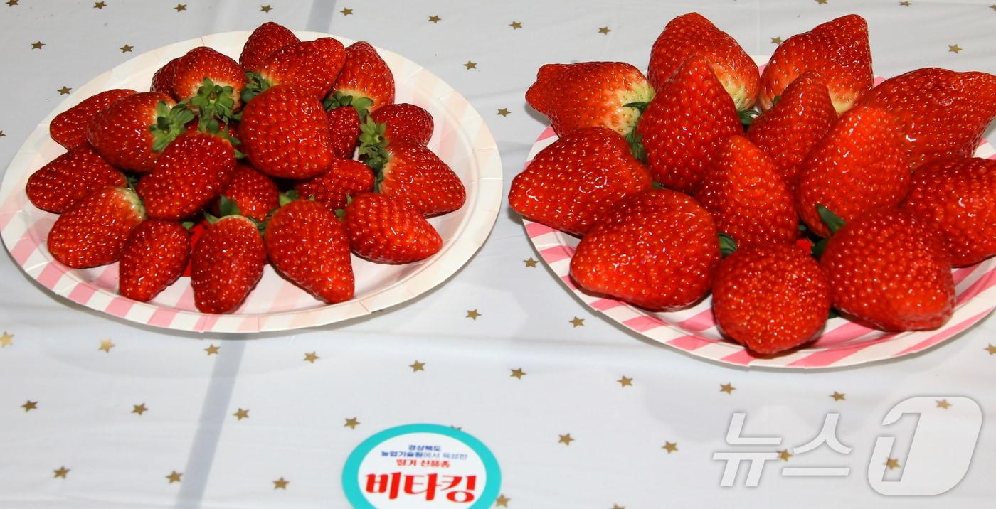 본문 이미지 - 경북농업기술원이 딸기 신품종 ‘비타킹’을 알리기 위해 30일~2월1일 김천혁신농협 하나로마트에서 홍보 행사를 연다.(경북도 제공. 재판매 및 DB금지) /뉴스1