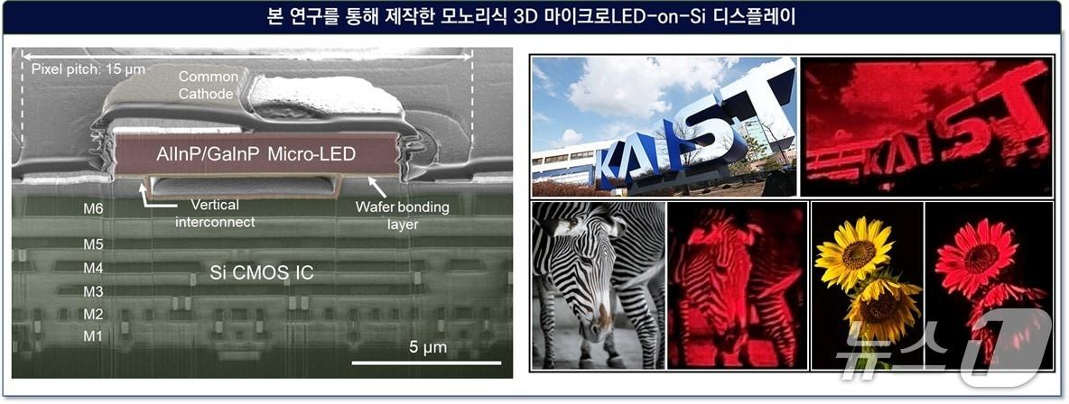 본문 이미지 - 모노리식 3D 마이크로LED-on-Si 디스플레이(KAIST 제공) /뉴스1