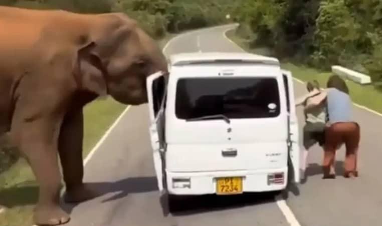 본문 이미지 - 관광객이 탄 차량을 공격하는 코끼리(발칸웹닷컴 갈무리)