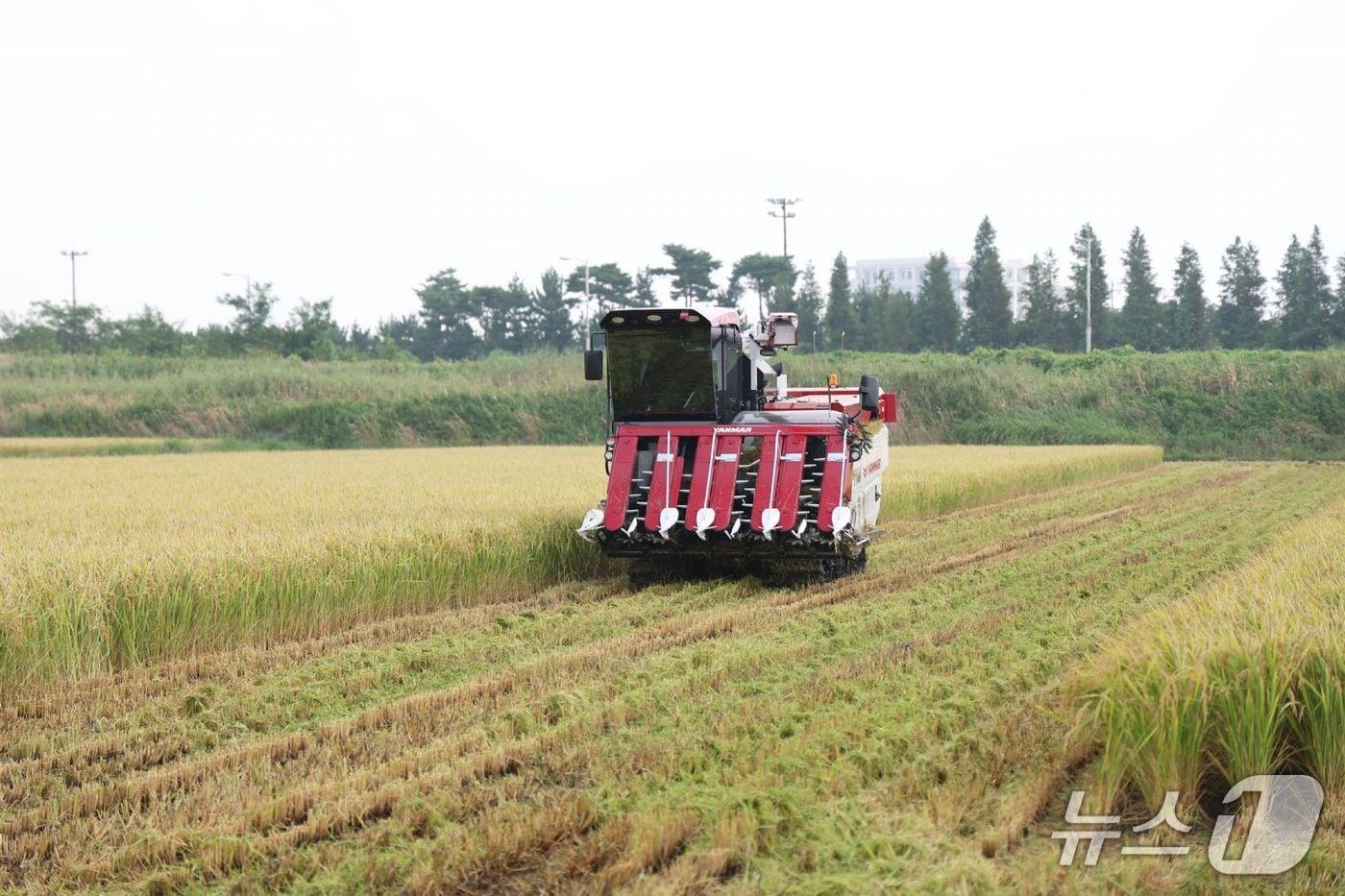 본문 이미지 - 2024년 송암리에서 첫 벼를 수확하는 모습(태안군 제공. 재판매 및 DB금지)2026.1.28/뉴스1