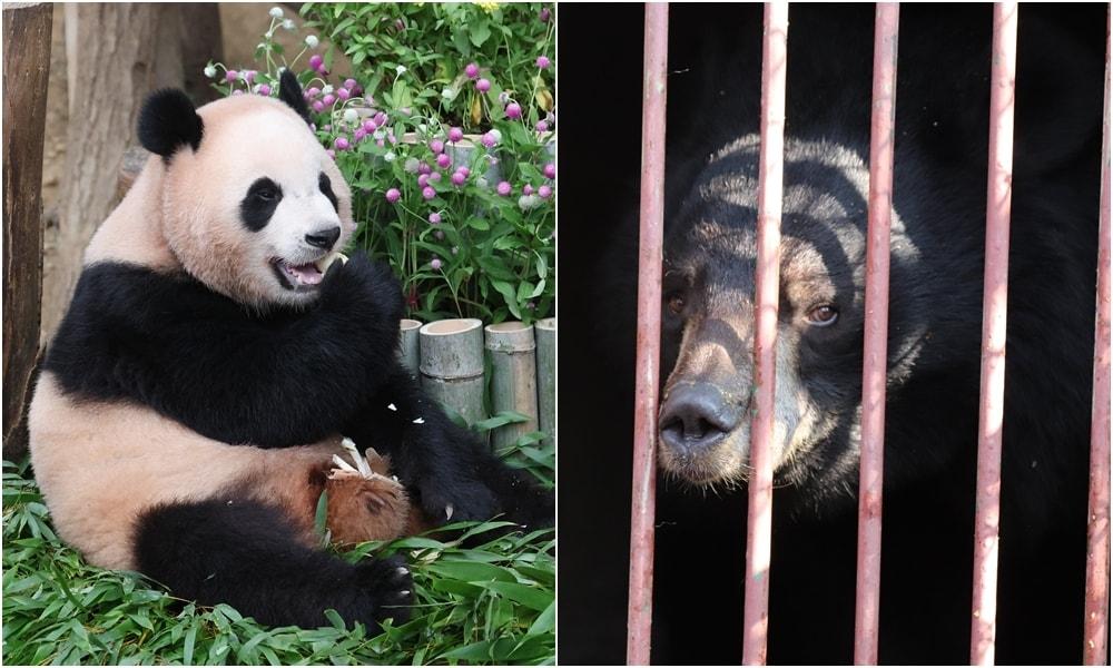 본문 이미지 - 정부가 판다 대여를 검토하는 가운데 시민사회가 국내 전시동물 복지와 사육곰 보호 문제부터 해결해야 한다며 반발하고 있다(사진 오른쪽 동물자유연대 제공) ⓒ 뉴스1