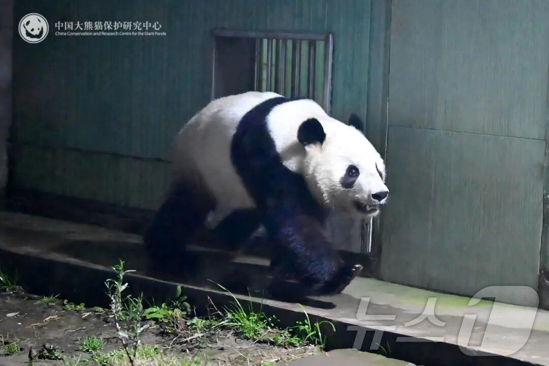 본문 이미지 - 일본에서 태어난 자이언트판다 레이레이가 28일 쓰촨성 청두시 야안 판다기지에 입주했다. (사진출처=중국 판다보호연구센터) ⓒ News1 정은지 특파원