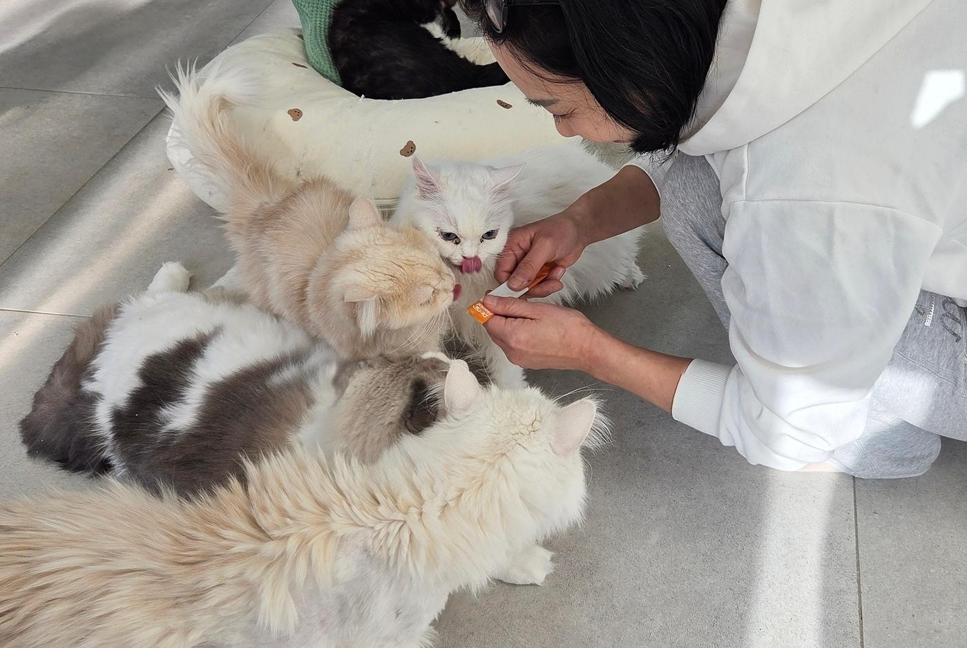 본문 이미지 - 28일 서울 용산구 나비야사랑해 보호소에서 유주연 나비야사랑해 대표가 보호 고양이들에게 어반포즈의 신제품 츄르형 영양제 '닥터헤리엇 가스트로'를 먹이고 있다. ⓒ 뉴스1