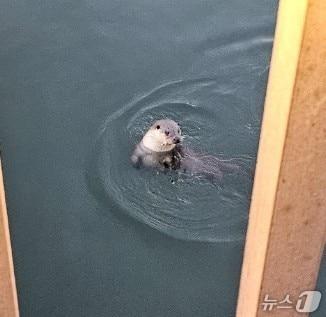 본문 이미지 - 수달. (군포시 제공. 재판매 및 DB 금지) 2026.1.29/뉴스1
