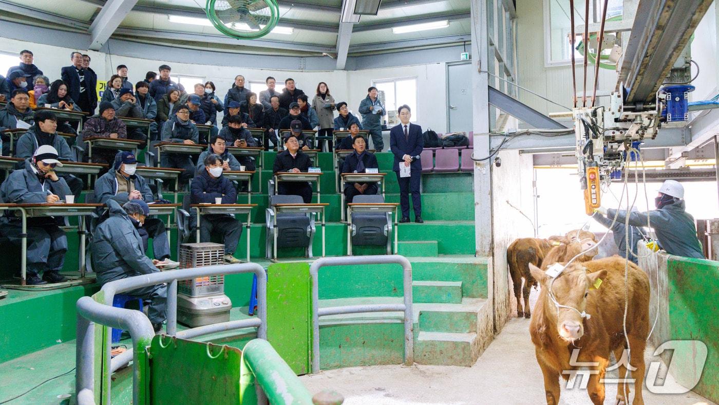본문 이미지 - 합천축협 스마트한우경매시장에서 29일 송아지 경매가 진행되고 있다(합천군 제공. 재판매 및 DB금지).