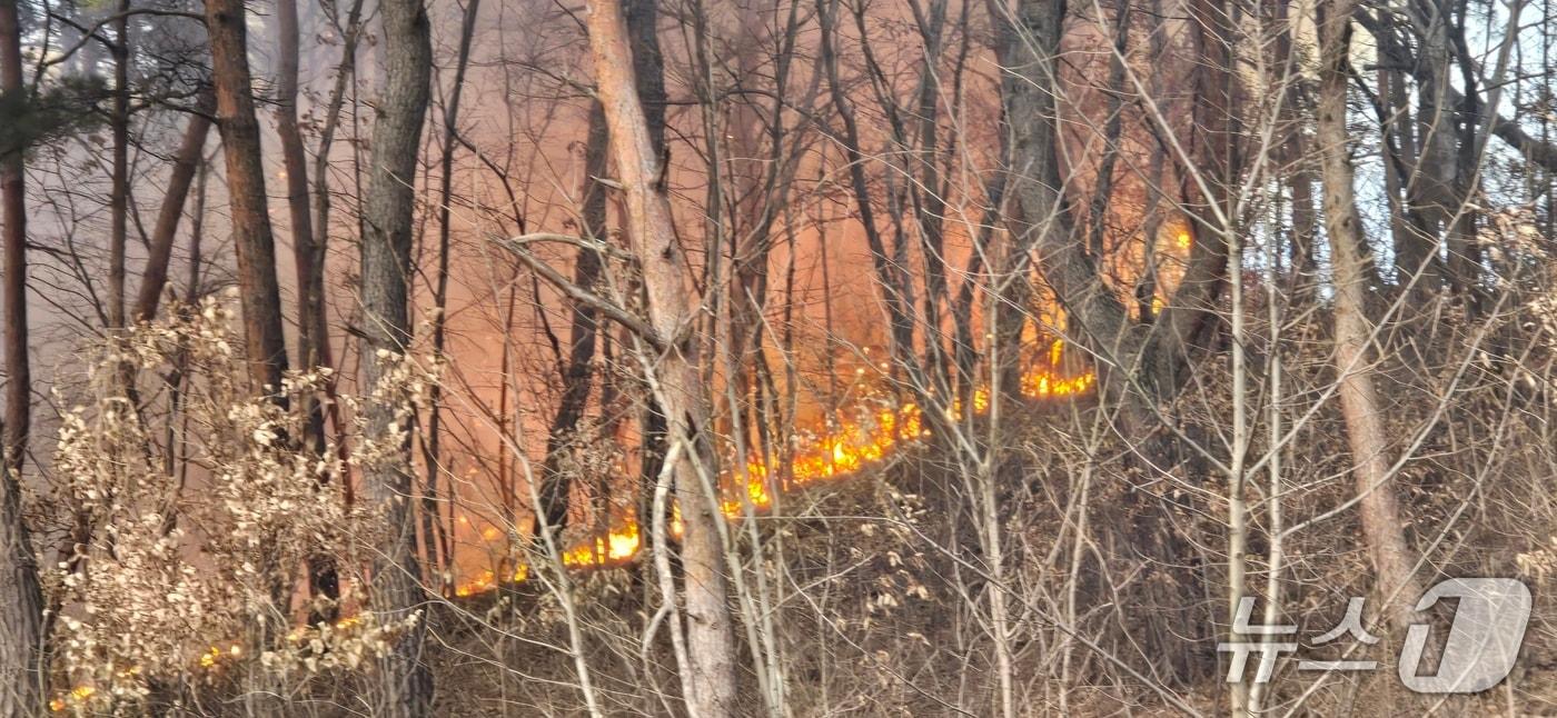 본문 이미지 - 당진 고대면 항곡리 산불 현장. (산림청 제공, 재판매 및 DB금지) / 뉴스1