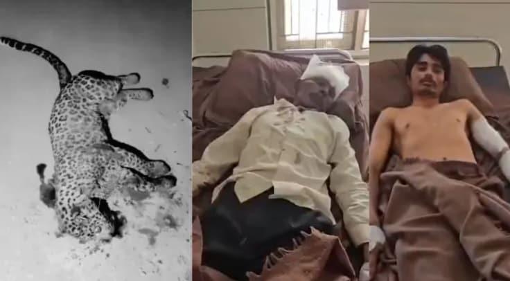 본문 이미지 - 자신과 아들을 공격하는 표범을 죽인 아버지와 아들, 그리고 표범의 사체(NDTV 갈무리)