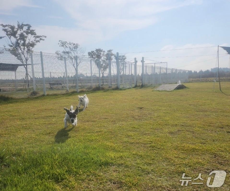 본문 이미지 - 부안 반려동물 놀이터./(부안군 제공. 재판매 및 DB 금지)