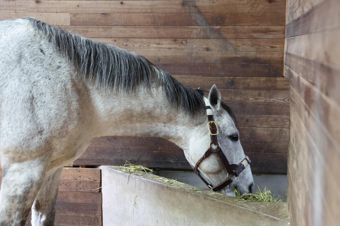 본문 이미지 - 제주에 입성한 닉스고 (한국마사회 제공)