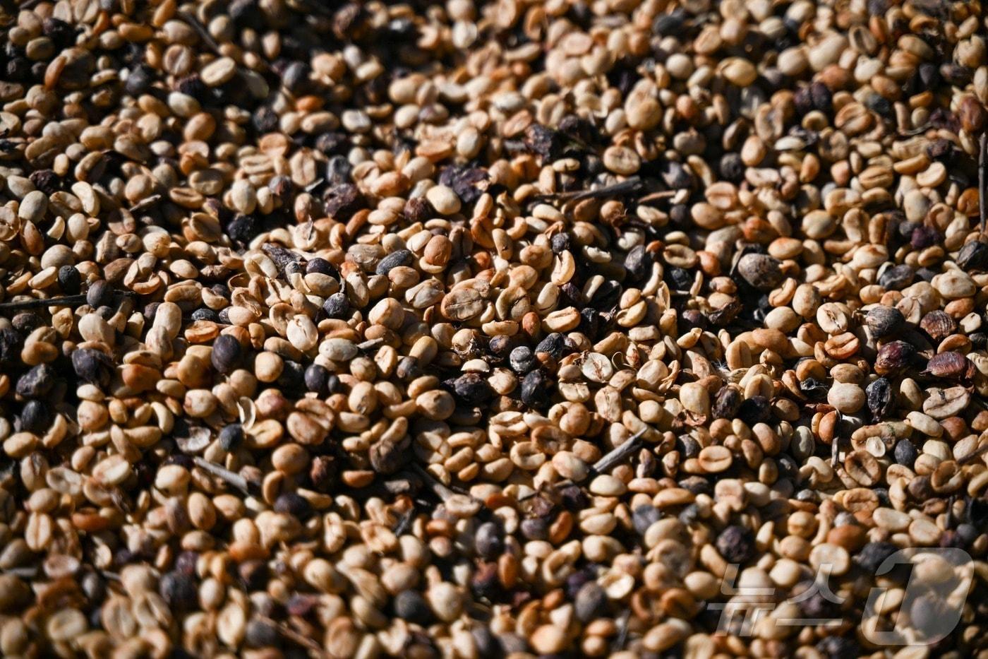 본문 이미지 - 커피원두. 2026.1.16 ⓒ AFP=뉴스1 <자료사진>