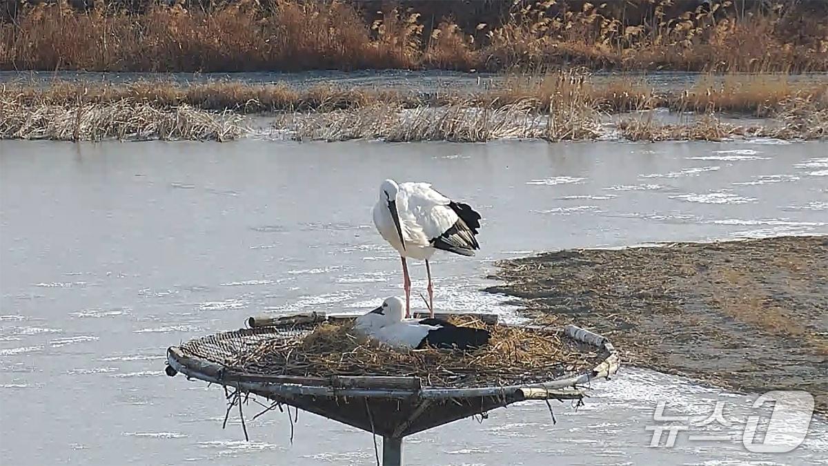 본문 이미지 - 알을 품고 있는 황새 암컷과 이를 지키고 있는 황새 수컷 모습(서산시 제공. 재판매 및 DB금지)2026.1.30/뉴스1