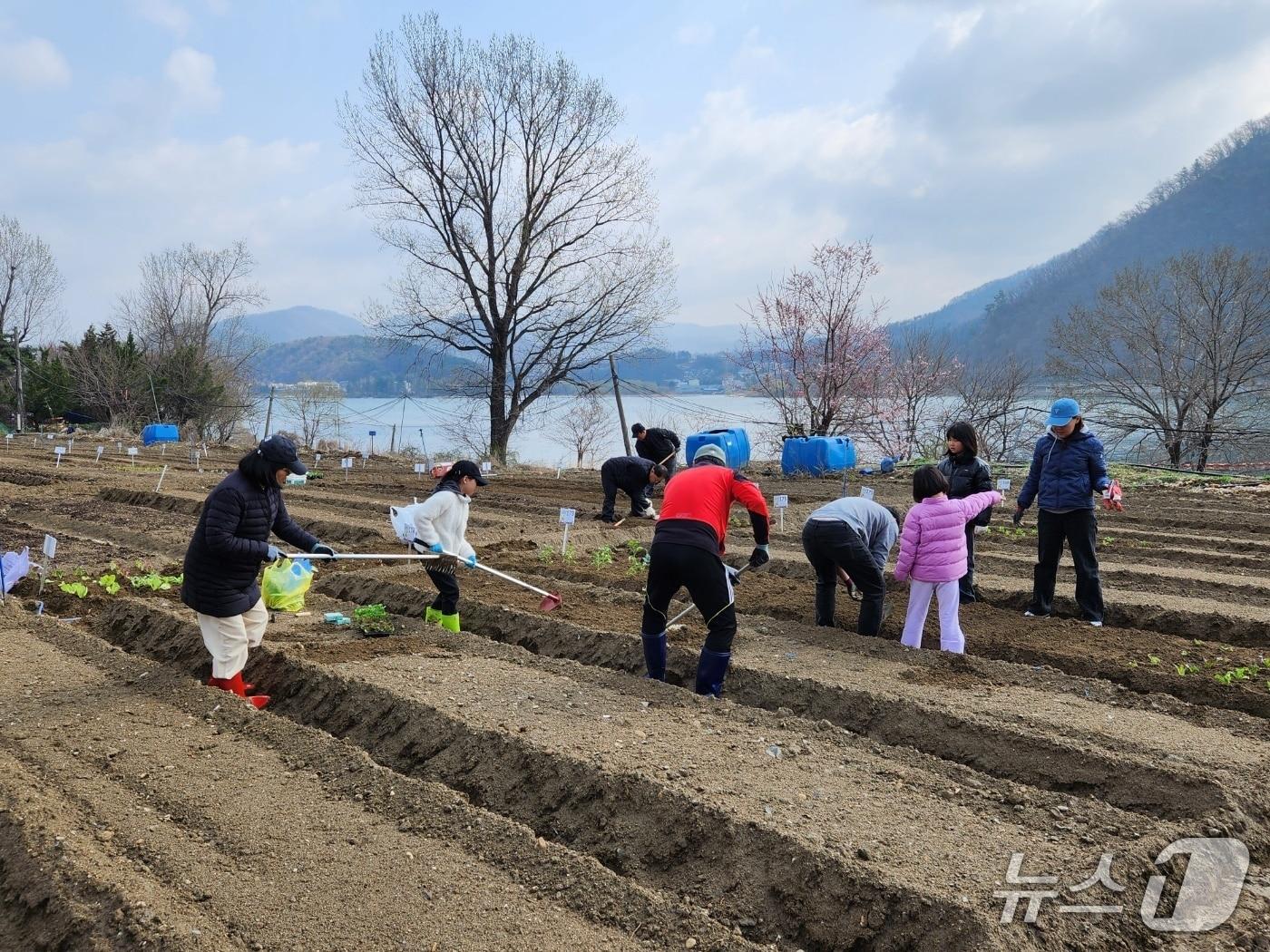 본문 이미지 - 동행서울 친환경농장 텃밭.(서울시 제공)