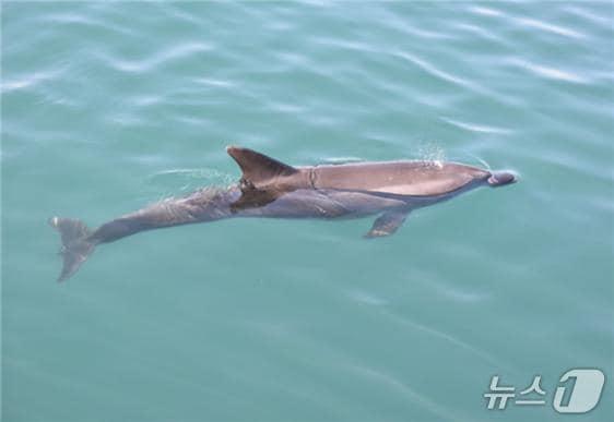 본문 이미지 - (출처:국립수산과학원 고래연구소)