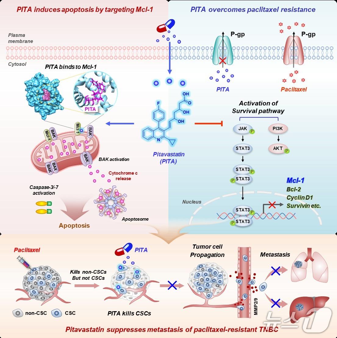 본문 이미지 - 피타바스타틴은 Mcl-1에 작용해 암세포 사멸을 유도하고, 내성 관련 생존 신호를 억제해 재발과 전이를 줄인다.(고려대학교 구로병원 제공)